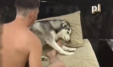 Phim sex thú địt chó husky